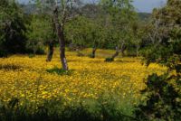 So sieh'ts im Frühjahr aus