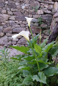Calla