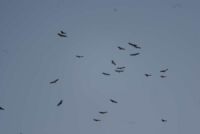 Des Geiers schwarzer Haufen