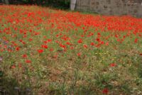 Mohn